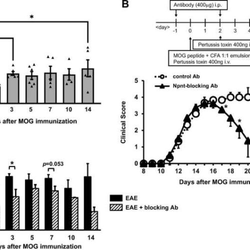 Kidney protein as potential target for treating autoimmune diseases