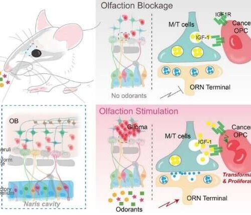 Can ‘smell’ trigger tumors?