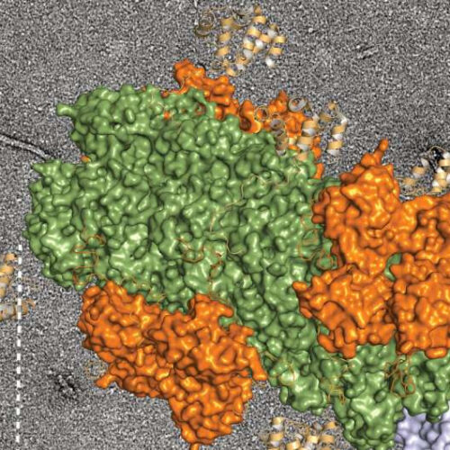 ‘Growing end’ of inflammation discovered