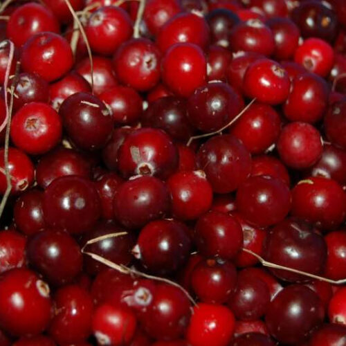 How cranberries could improve memory and ward off dementia