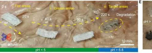 Nanofiber-based biodegradable millirobot that can release drugs in targeted positions in the intestines