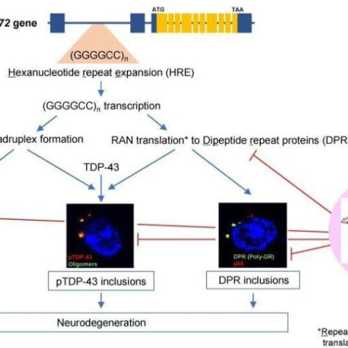 Stopping C9orf72-linked dementia in mutant mice with antibiotic rifampicin