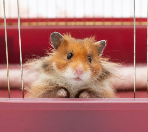 Gene-editing experiment turns fluffy hamsters into ‘aggressive’ mutant rage monsters
