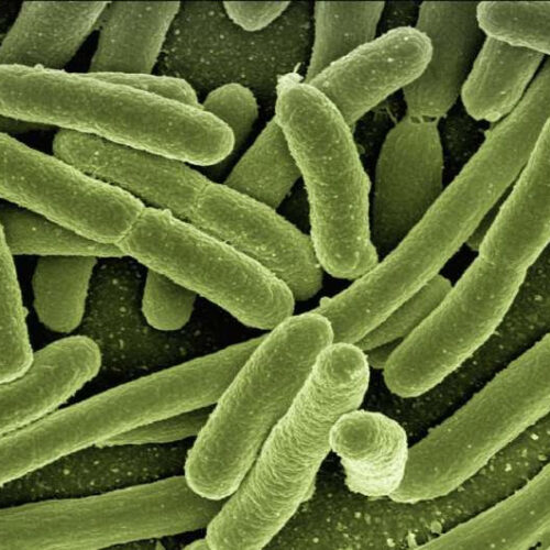 First successful treatment of antibiotic-resistant mycobacterial lung infection with bacteriophages