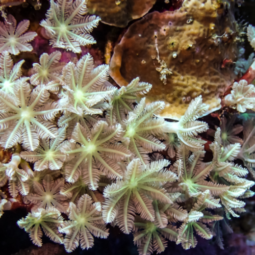 Soft corals emerge as source of highly potent anti-cancer compound