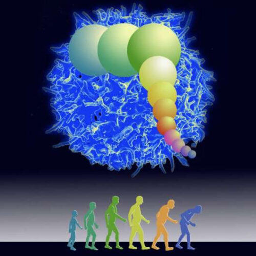 Model finds COVID-19 deaths among elderly may be due to genetic limit on cell division