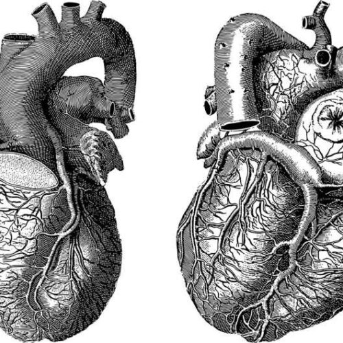 Mending the heart: Blocking DYRK1a could lead to better heart attack outcomes