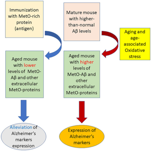 Study preserves memory in mice, offering promising new basis for active immunization against Alzheimer’s disease