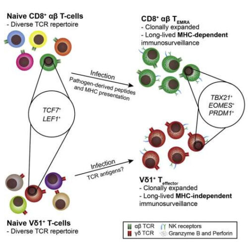 How harmless cells can transform into ruthless trained killers