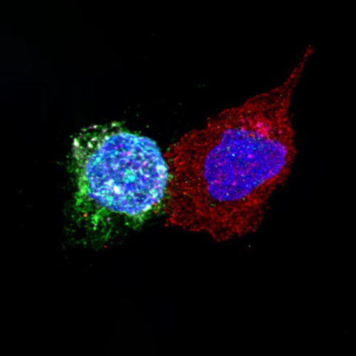 HIV: bestowing CD8+ T cells with properties observed in natural controllers