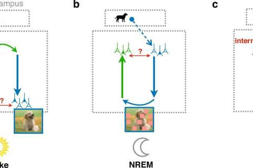 Strange dreams might help your brain learn better