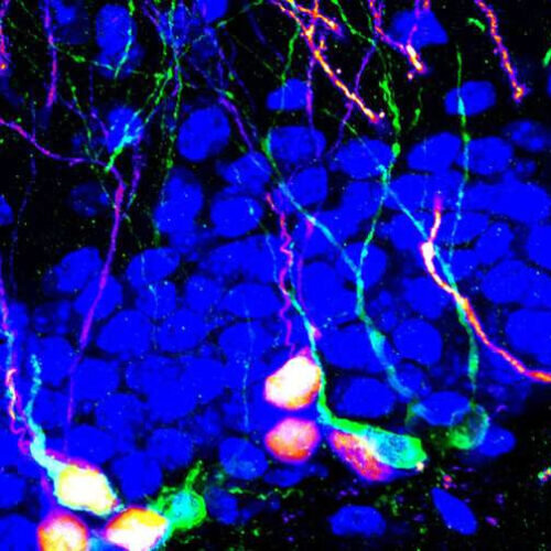 Stimulating brain circuits promotes neuron growth in adulthood, improving cognition and mood