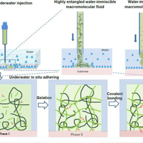 ‘Bio-glue’ could mean end to surgical sutures, staples