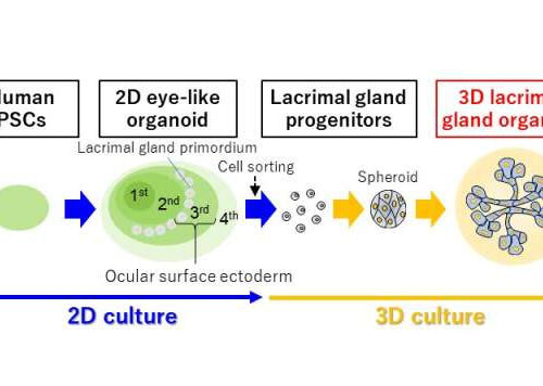 Nothing to cry about: The development of tear duct organoids