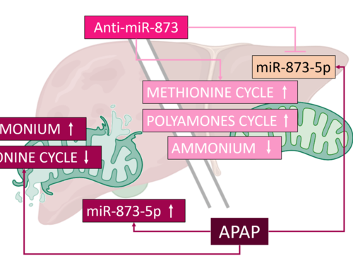 MicroRNAs as a new therapeutic agent for acute liver failure induced by acetaminophen abuse