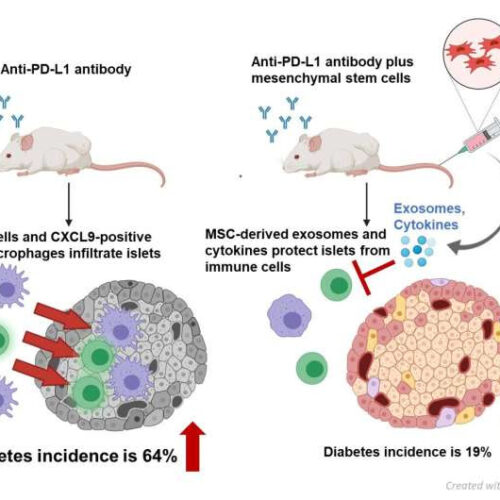 Stem cell therapy protects against the side effects of cancer drugs