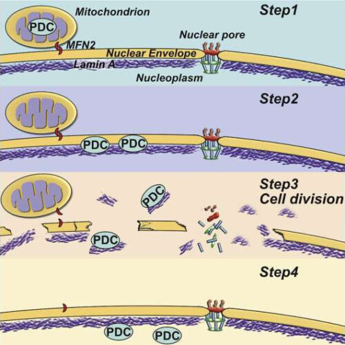 Two new studies yield clues to the metabolic mysteries of why some cancers grow out of control and spread