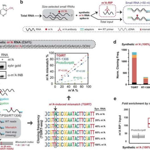 Methylation of tRNA-derived fragments regulates gene-silencing activity in bladder cancer