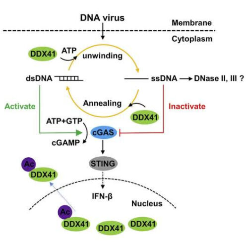 How a genetic mutation affects the body’s immune system response to viruses, development of blood cancers – immunology – genetics – research Inbox