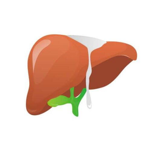 More cardiovascular disease found in lean people with NAFLD than in those who are overweight