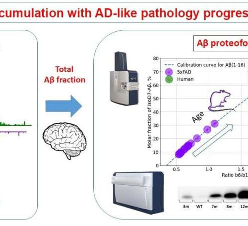 Mass spectrometry to detect key markers of Alzheimer’s