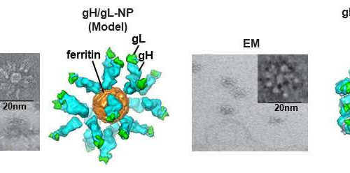 Two new Epstein-Barr virus vaccines induce neutralizing antibodies in mice