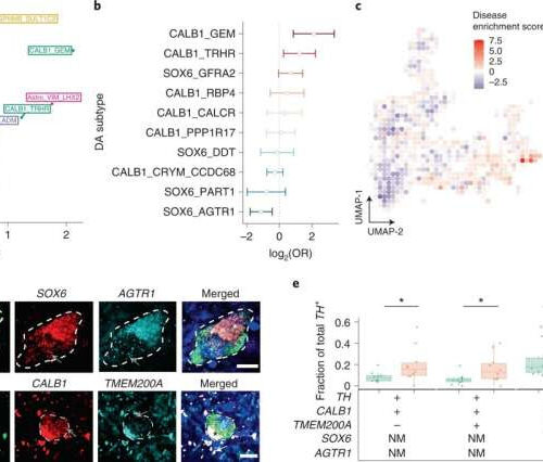 Researchers identify a subtype of brain cells that die in Parkinson’s patients