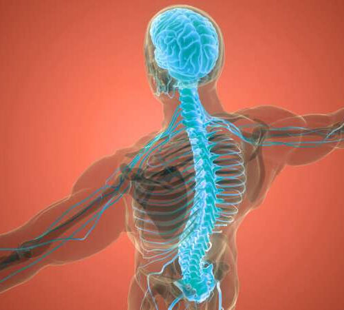 How ‘calming’ our spinal cords could provide relief from muscle spasms