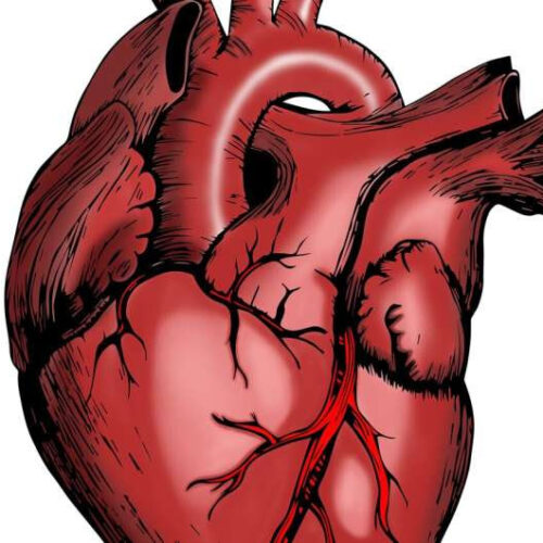 Cardiac progenitor cells generate healthy tissue after a heart attack