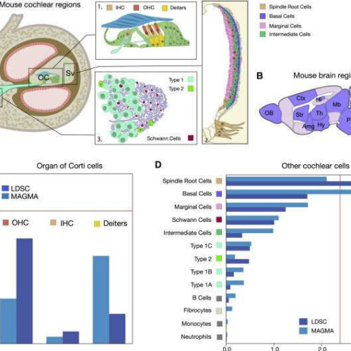 Hope for treatments against hearing loss as 10 genes identified