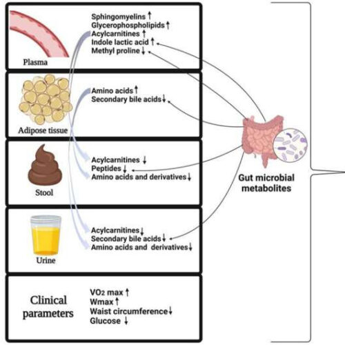 Study sheds light on the benefits of exercise in fatty liver disease