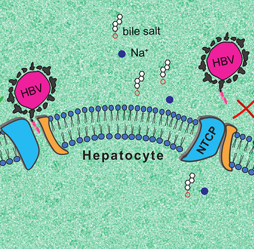 Hepatitis: 3D structure determination of the ‘gateway’ to the liver