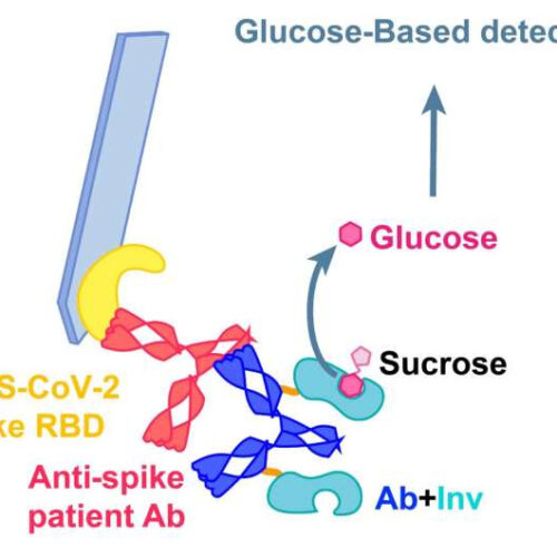 A glucose meter could soon say whether you have SARS-CoV-2 antibodies