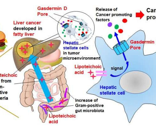 Porous cells lead to poorer livers