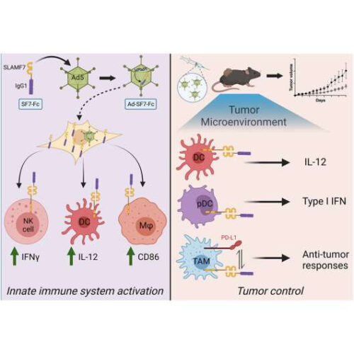 Immunotherapy to shrink treatment-resistant cancer tumors