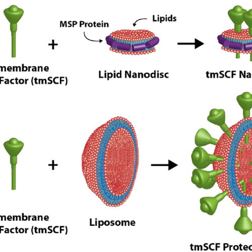 Lipid Nanodiscs Unlock the Potential of Cytokine Treatment