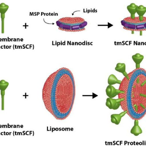 Protein discovery reinvigorates promising new therapeutic