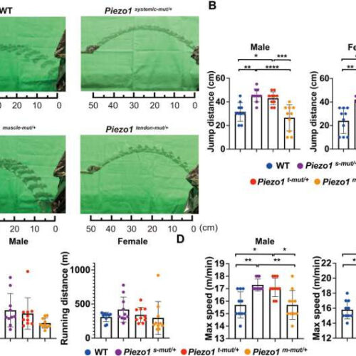 Gene variant gives mice super-powered tendons for jumping and running