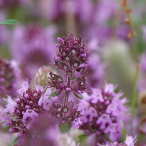 Flower nectar offers new weapon against Leishmaniasis