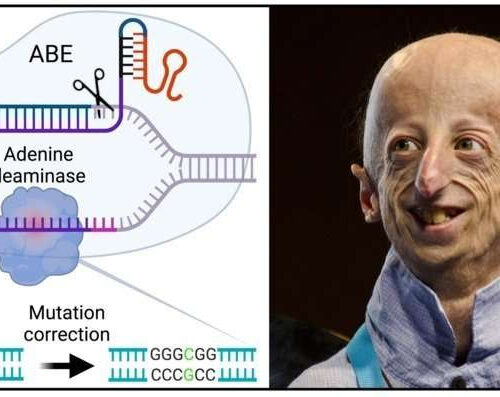 Researchers show that mutations in DNA can be corrected with short-term expression of gene editing tools