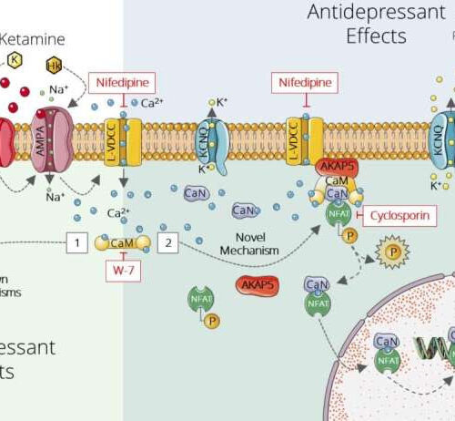 Study sheds new light on a promising antidepressant