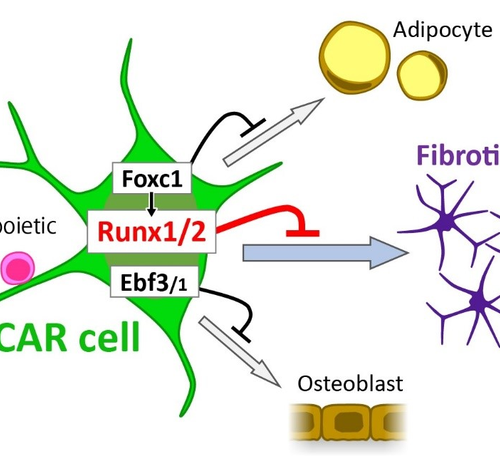 Maintaining the right niche for blood cell development