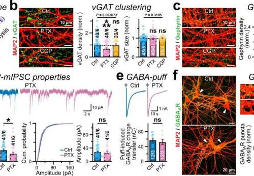 Biochemists use enzymes to change how brain cells communicate with each other