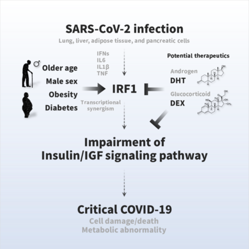 The surprising link between SARS-CoV-2 infection and new-onset diabetes