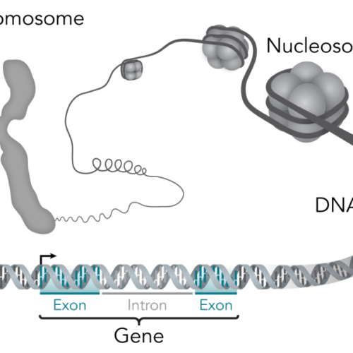 Novel gene for Alzheimer’s disease in women identified