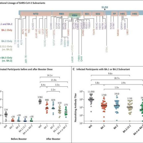 Newer COVID-19 subvariants are less vulnerable to immunity induced by vaccination and previous infection