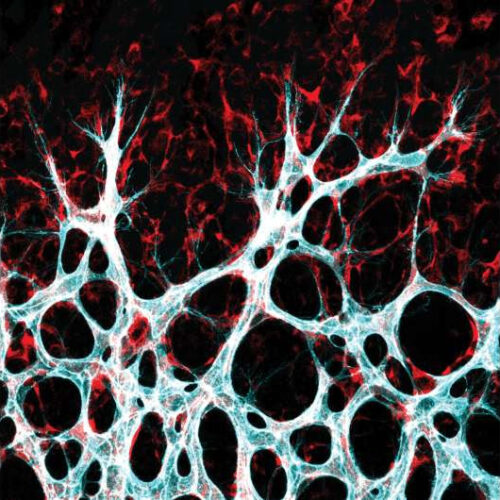 What makes blood vessels grow?