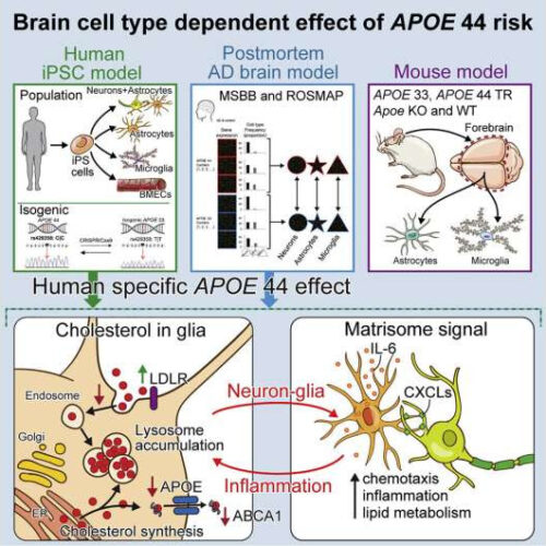 Researchers untangle the APOE4 gene, the most significant genetic risk factor for Alzheimer’s disease