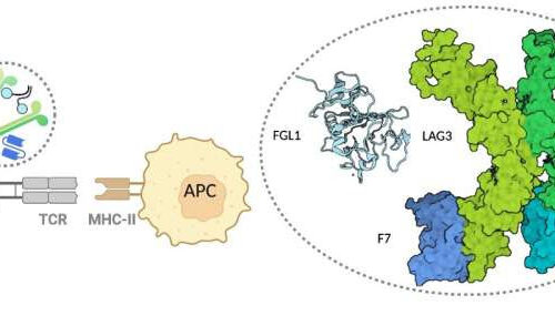 Researchers determine first crystal structure of LAG3 protein; findings could yield better cancer therapy approaches