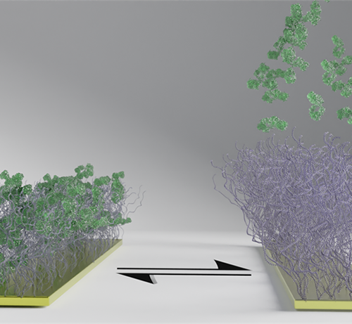 Polymer Brushes Capture and Release Proteins on Demand